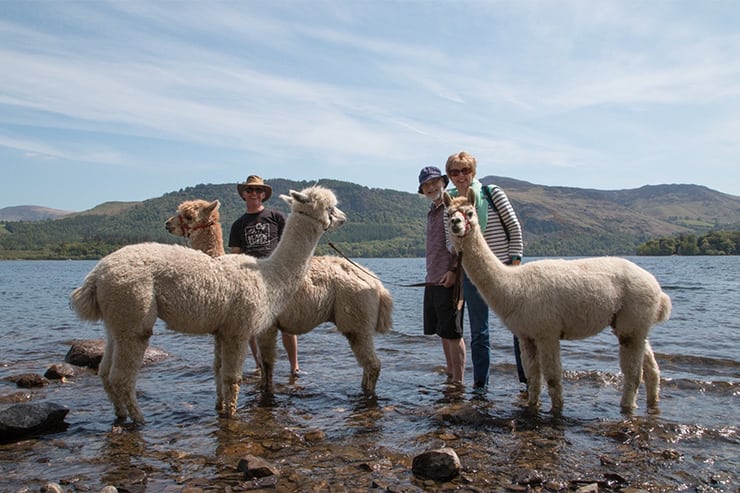 Alpacaly Ever After