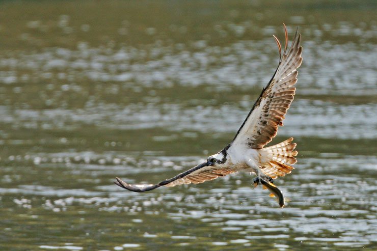 Lake District Ospreys