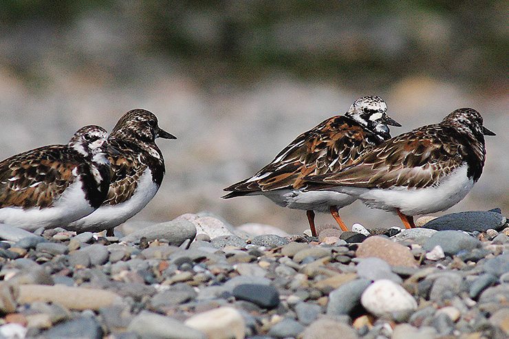 Solway Coast Discovery Centre